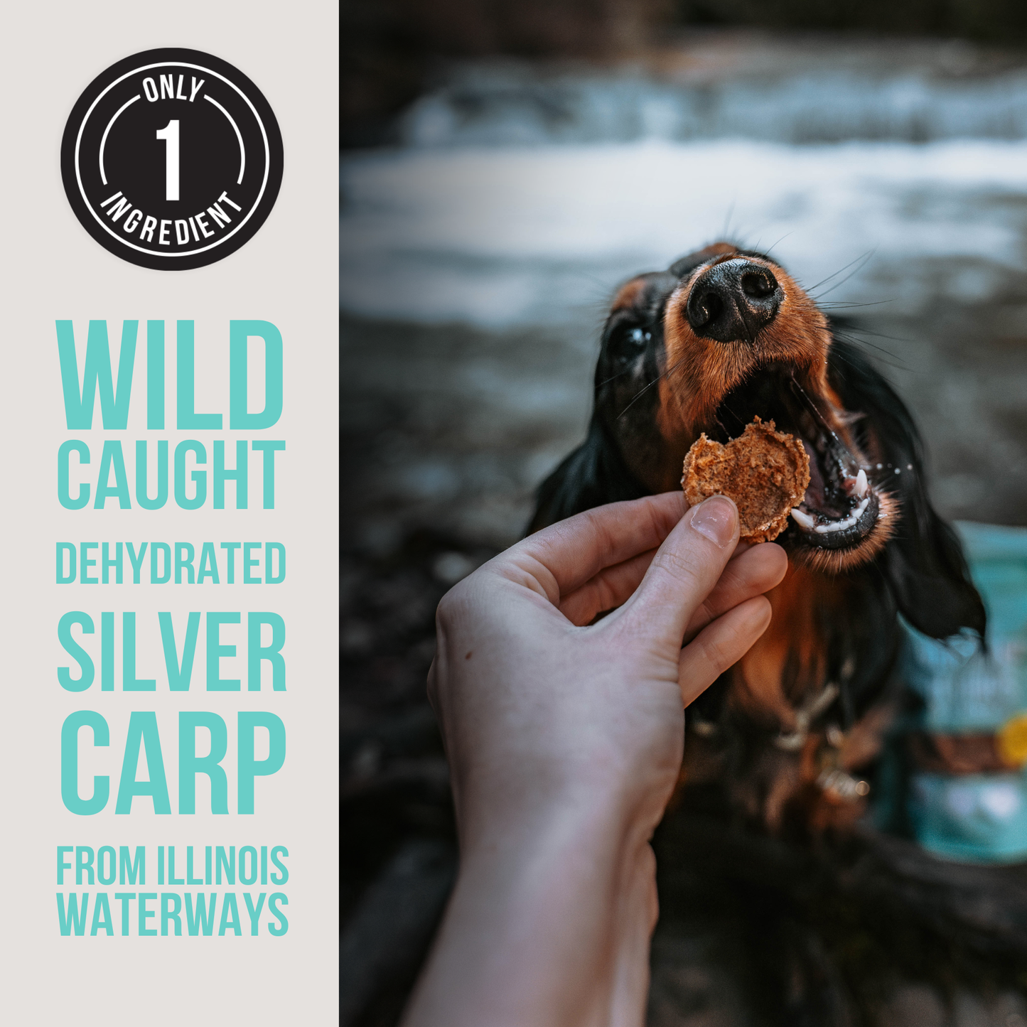 Natural Rapport The Only Dehydrated Silver Carp Dogs Need