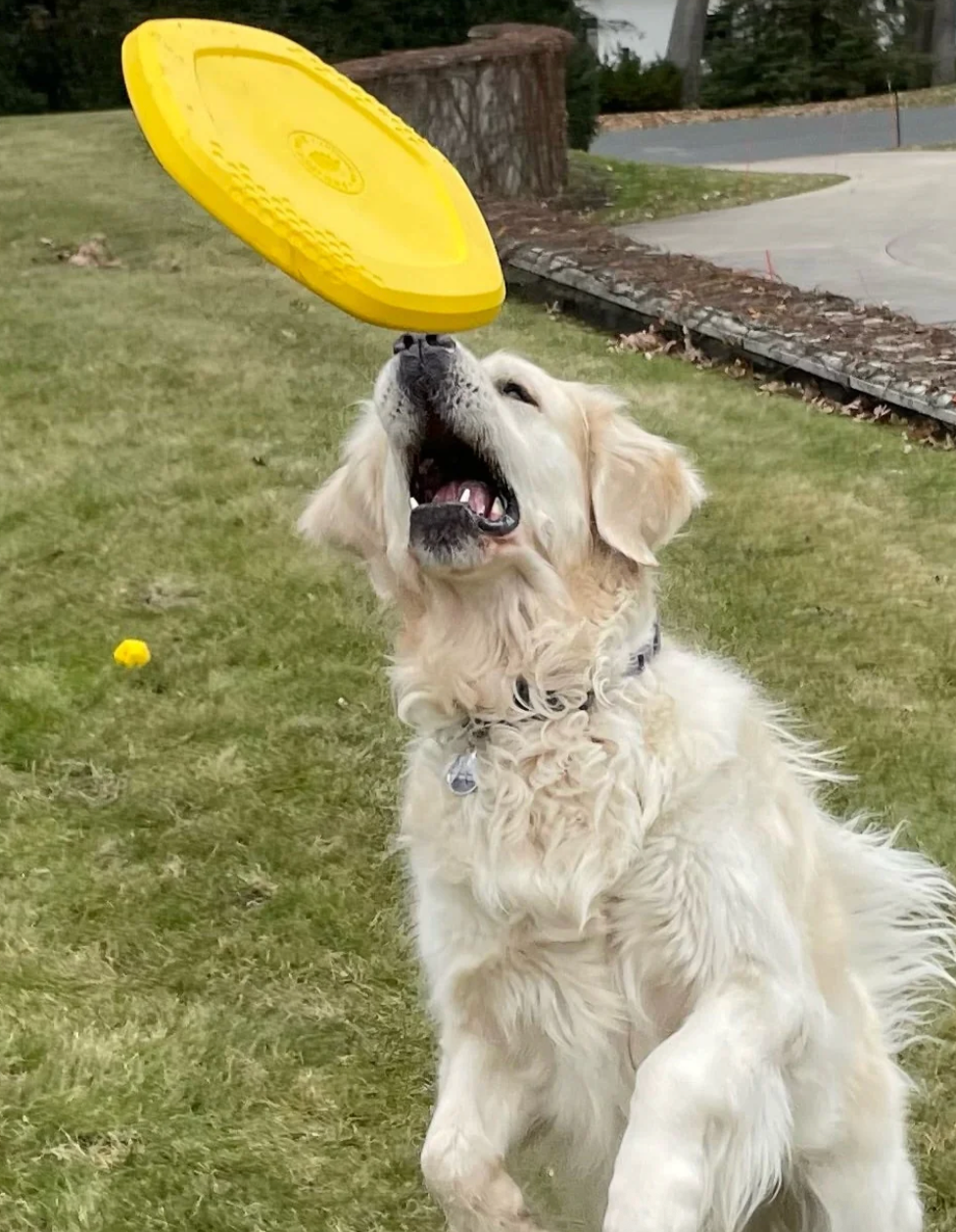 Project Hive Floating Disc & Lick Mat (Yellow)