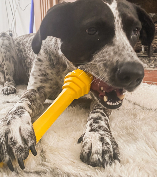 Project Hive Fetch Stick (Yellow)