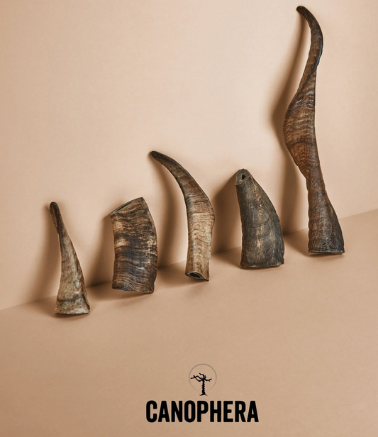 Canophera Dog Chew Sheep Horn- Large