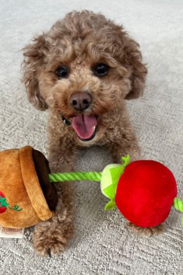 Territory Dog Toy Treat & Tug Tomato 15"