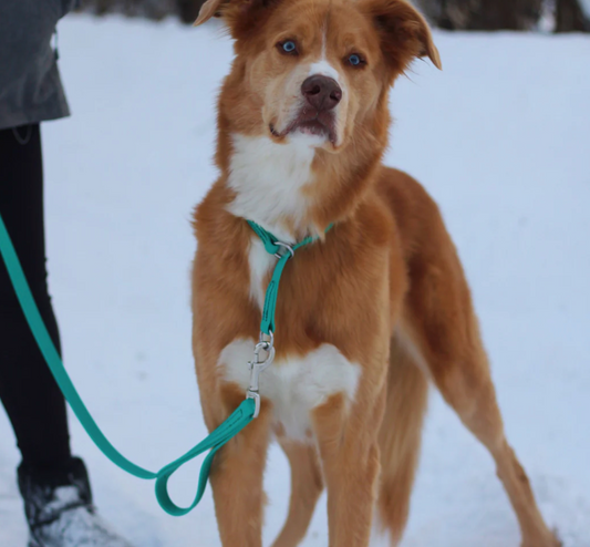 Pro-Mohs Biothane Dual Handle Leash (one size)