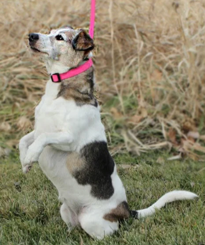 Pro-Mohs Thin BioThane Adjustable Snap Collar (1" x 16-24")