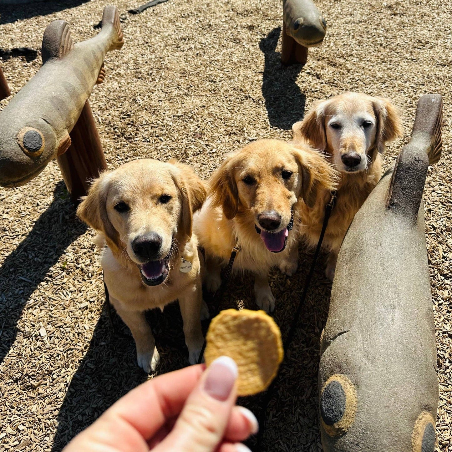 Farm to Pet Fish Chips Dog Treats