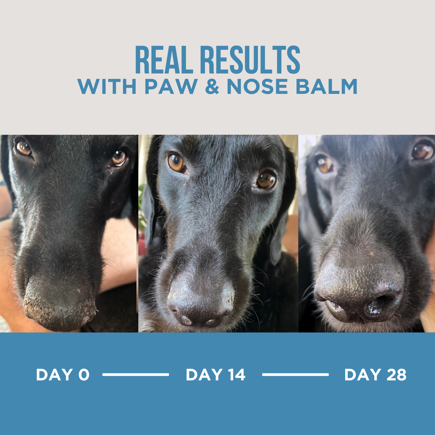 Natural Report The Only Paw & Nose Balm Dogs Need
