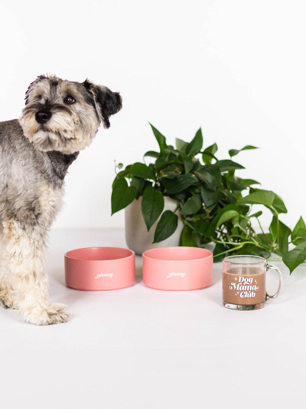 Gimme Dog Bowl