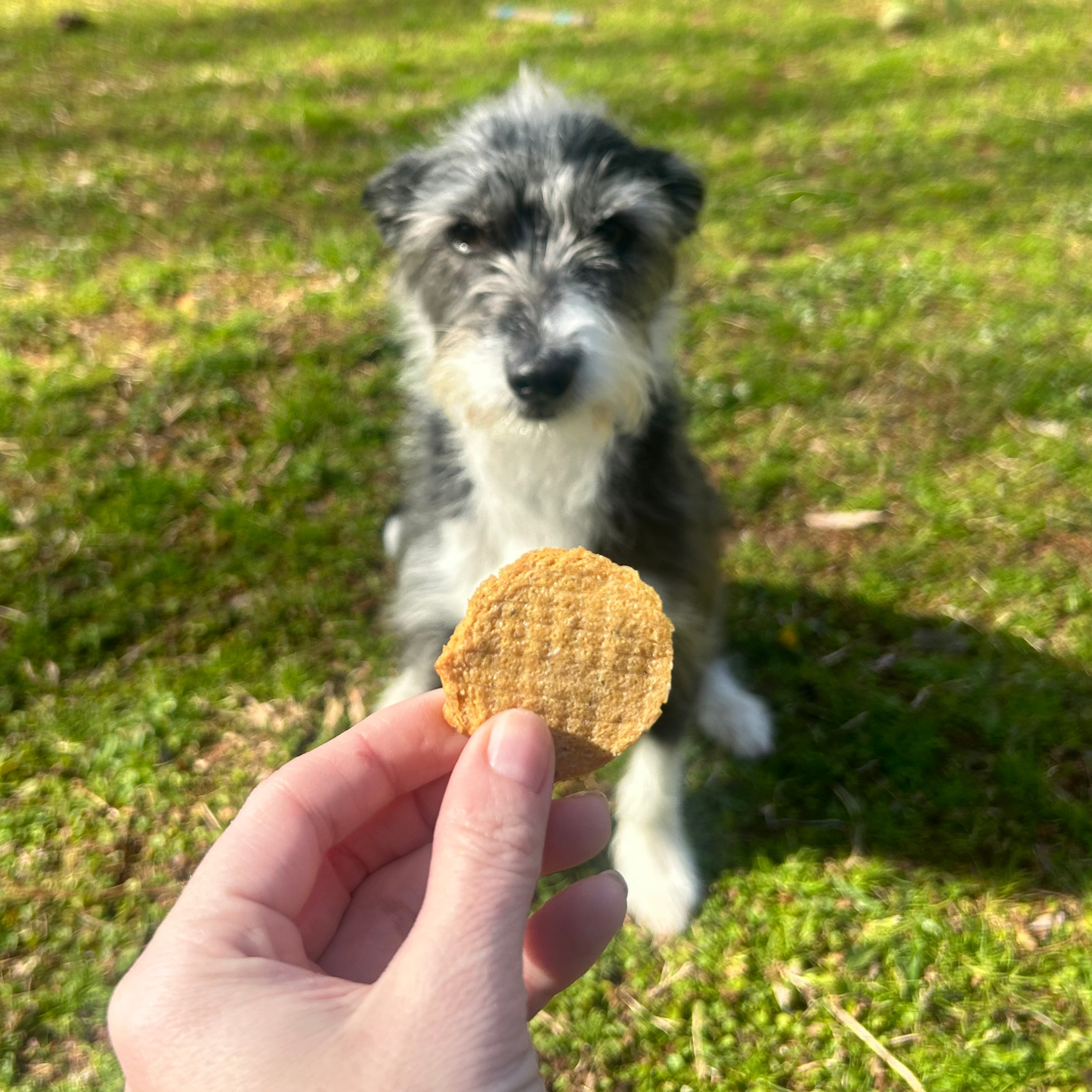 Farm to Pet Fish Chips Dog Treats