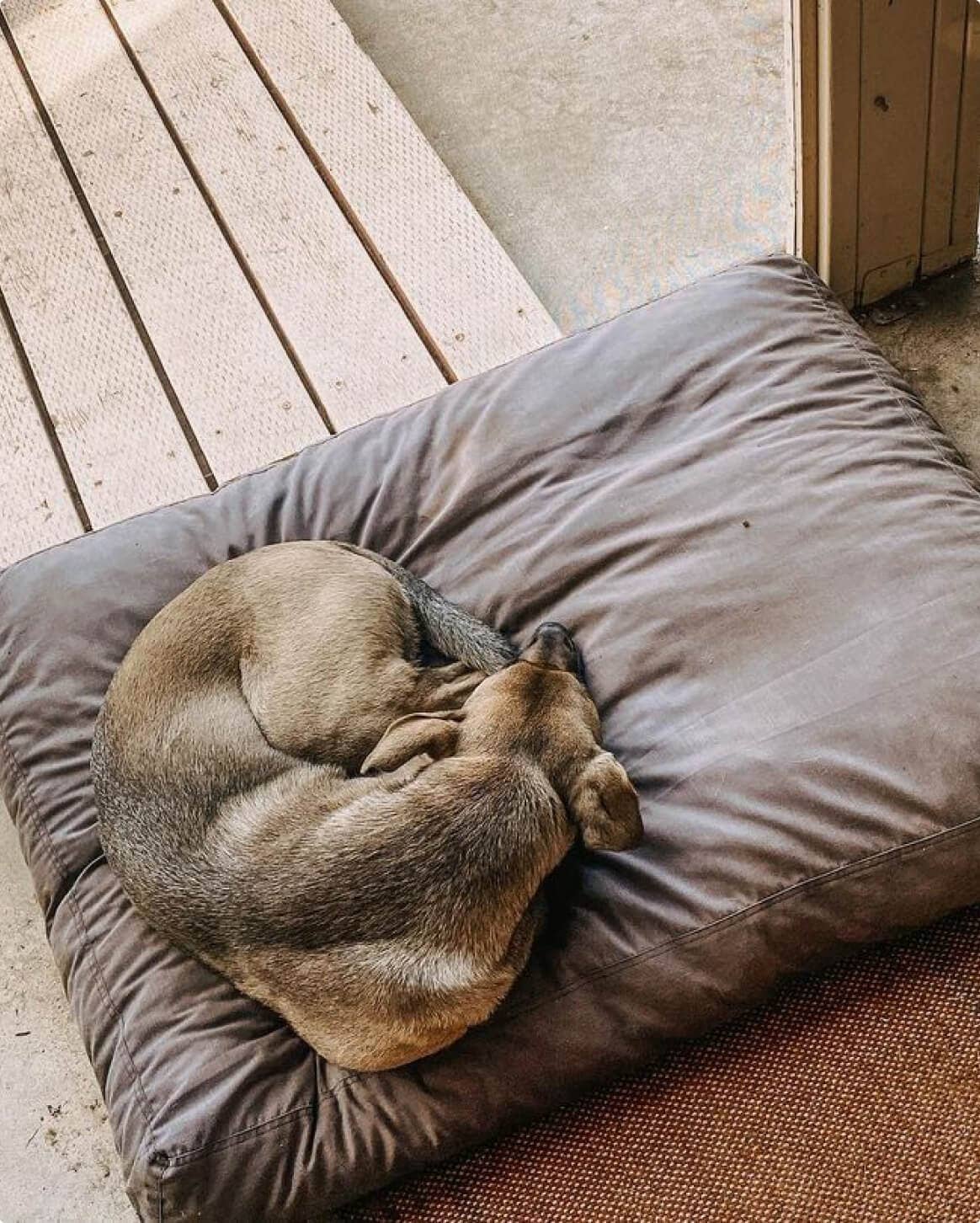 Fable Durable Water-Resistant Memory Foam Dog Bed