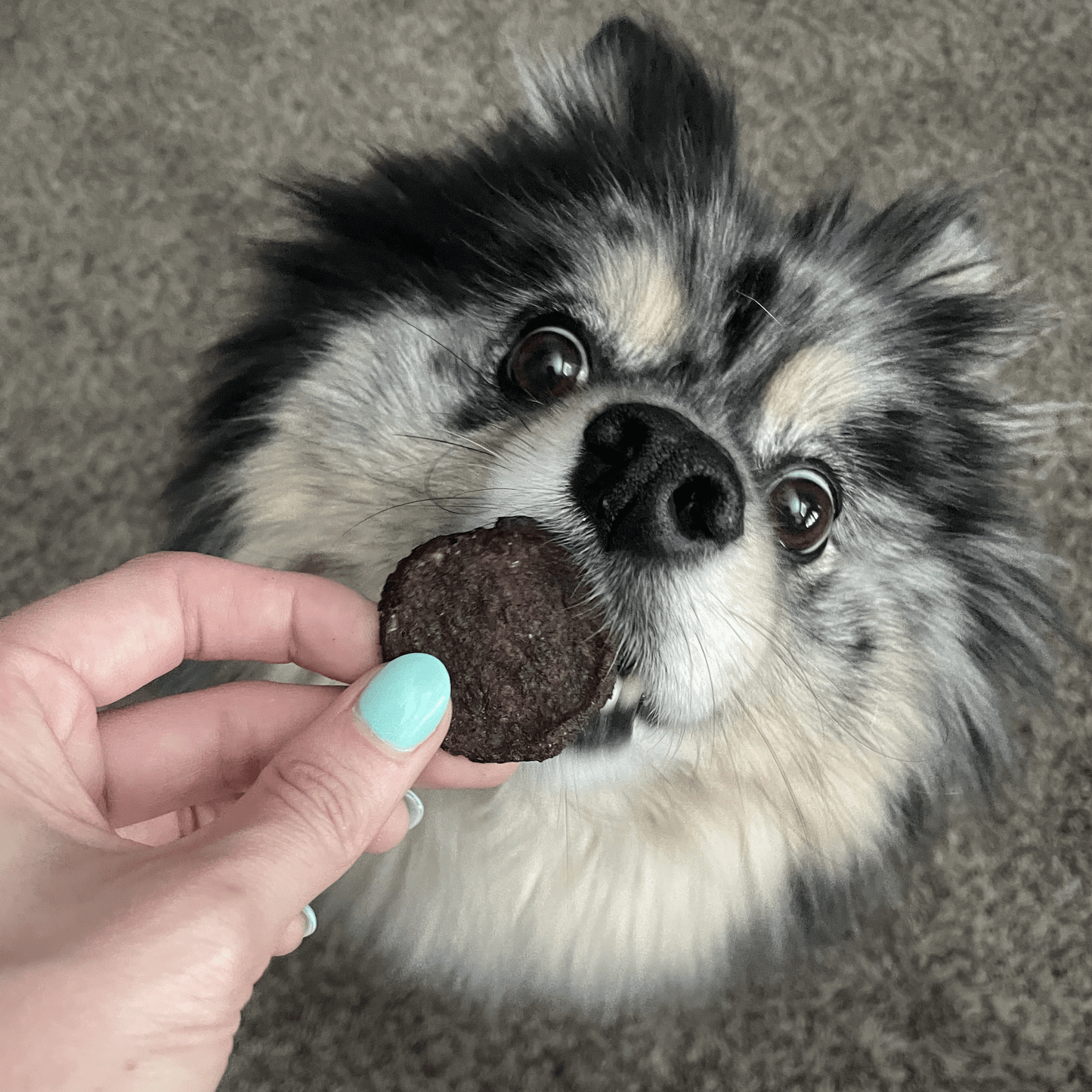 Farm To Pet Beef Chips Human-Grade Dog Treats – 2 sizes