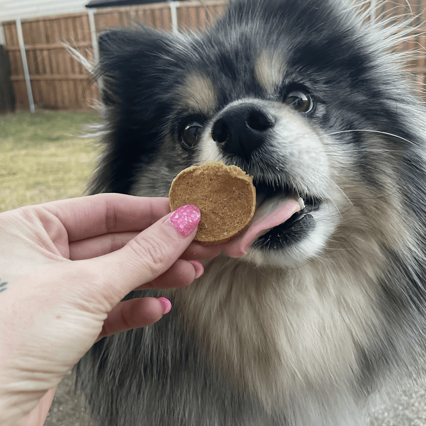 Farm to Pet Fish Chips Dog Treats