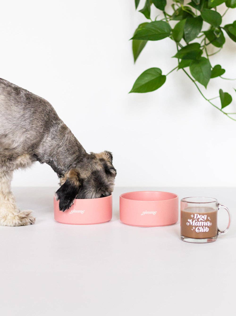 Gimme Dog Bowl