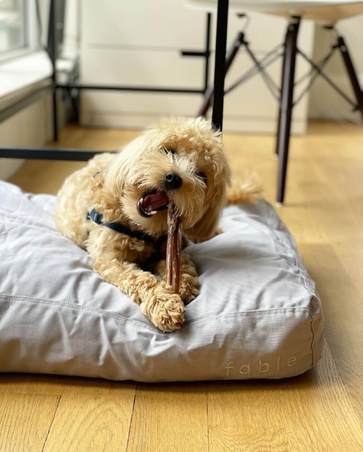Fable Durable Water-Resistant Memory Foam Dog Bed