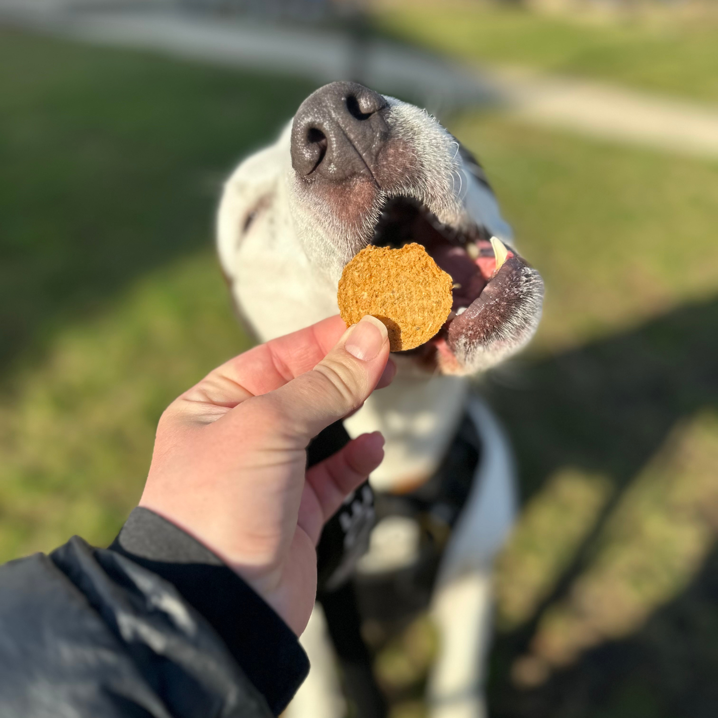 Farm to Pet Fish Chips Dog Treats
