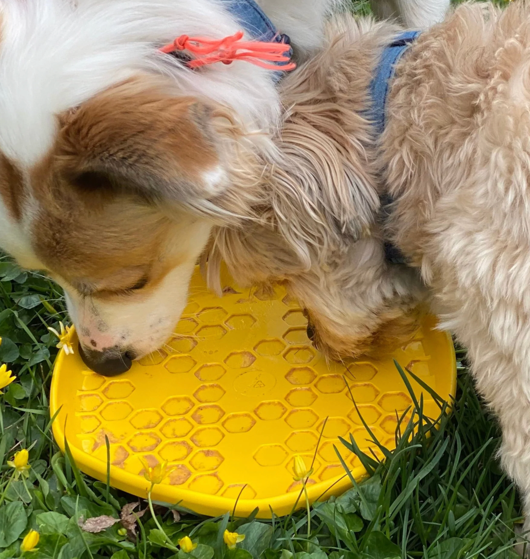 Project Hive Floating Disc & Lick Mat (Yellow)