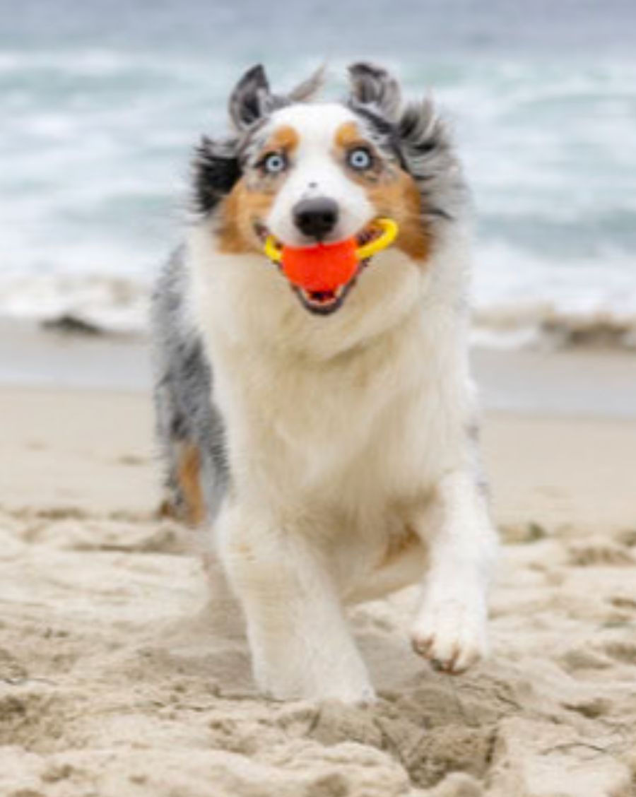 Project Hive Zoomer Launcher and Ball
