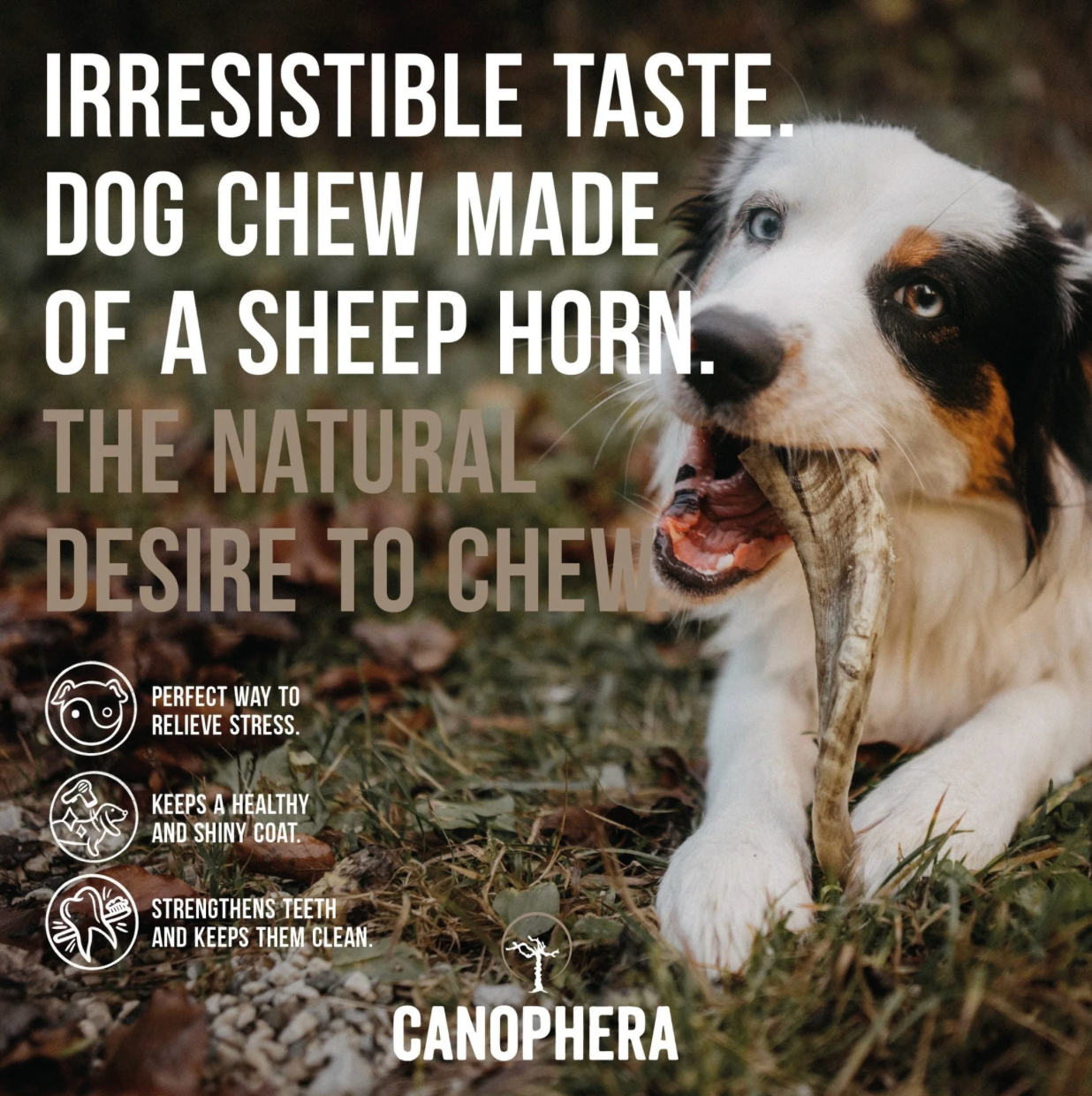 Canophera Dog Chew Sheep Horn- X Small