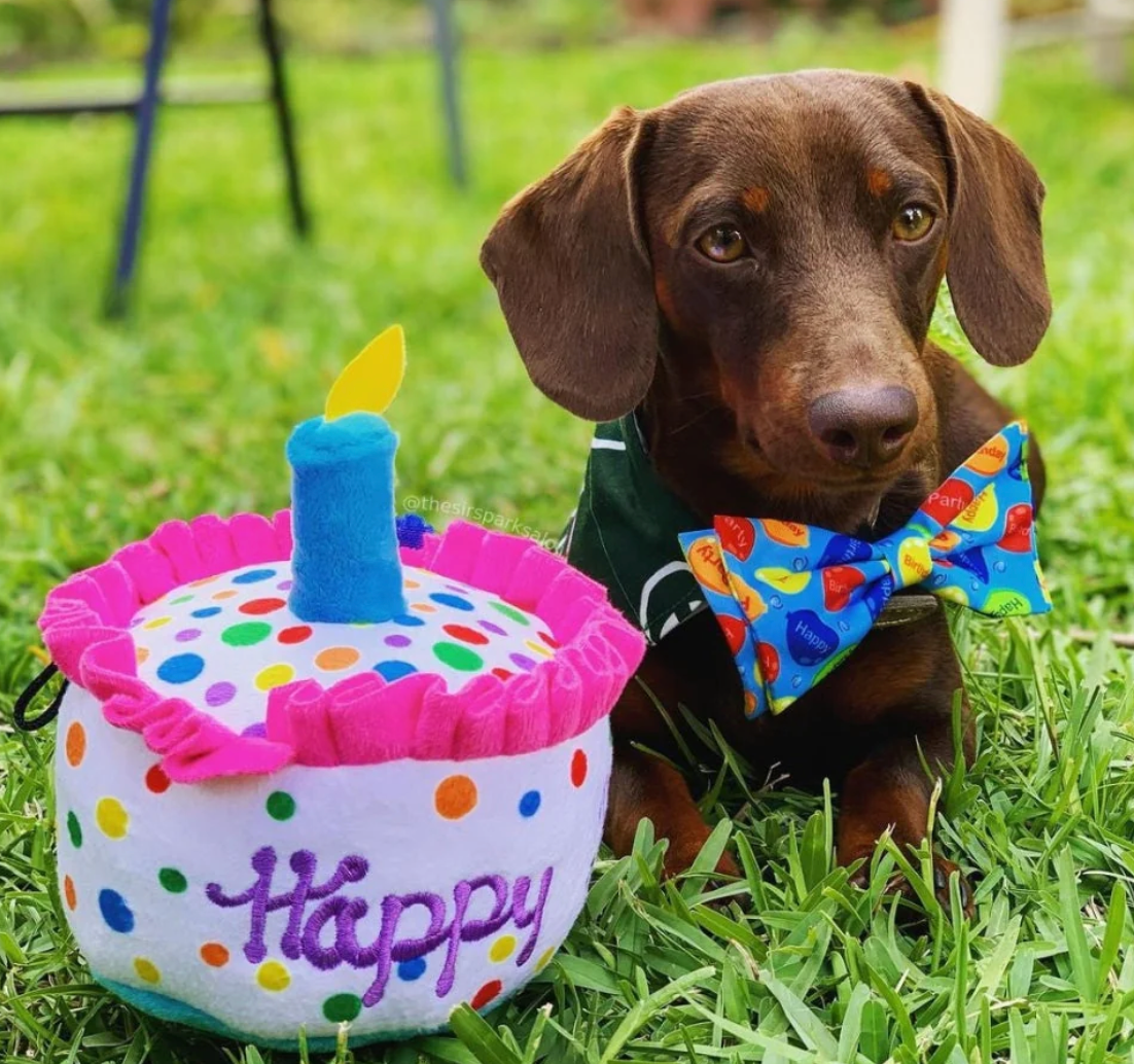 Huxley Kent Dog Toy Power Plush Happy Barkday Cake Large