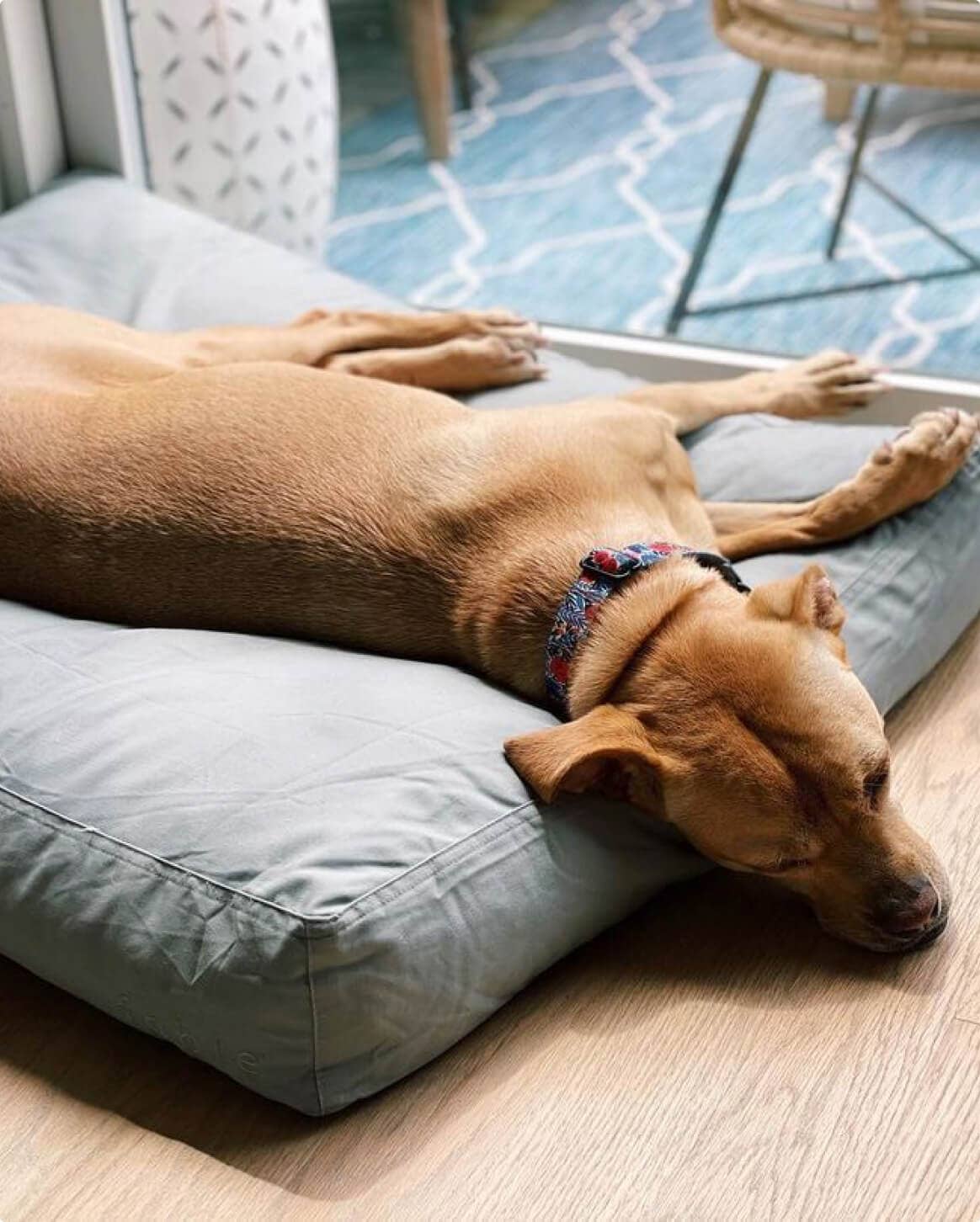 Fable Durable Water-Resistant Memory Foam Dog Bed