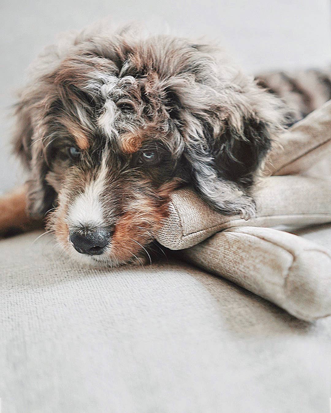 NOU | gray with crinkle clusters//ENRICHMENT DOG TOY