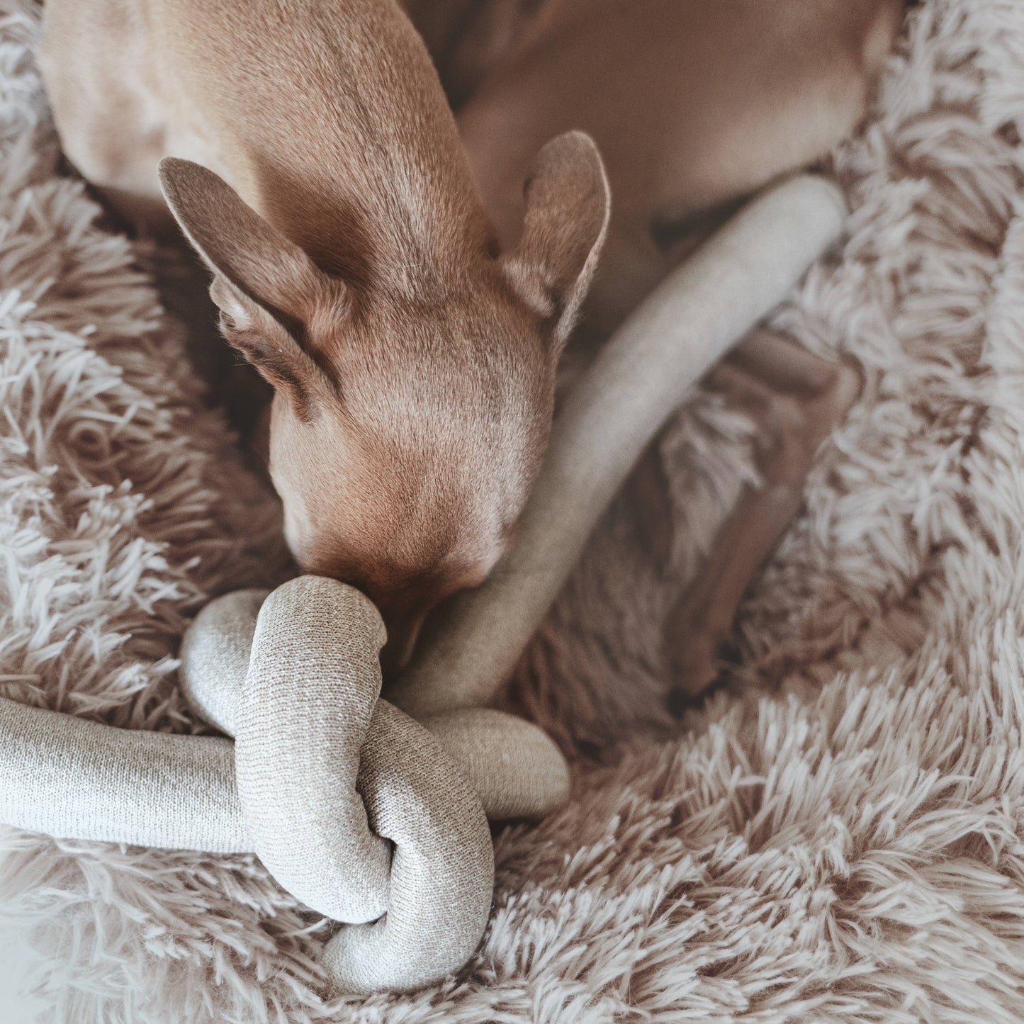 NOU | gray with crinkle clusters//ENRICHMENT DOG TOY