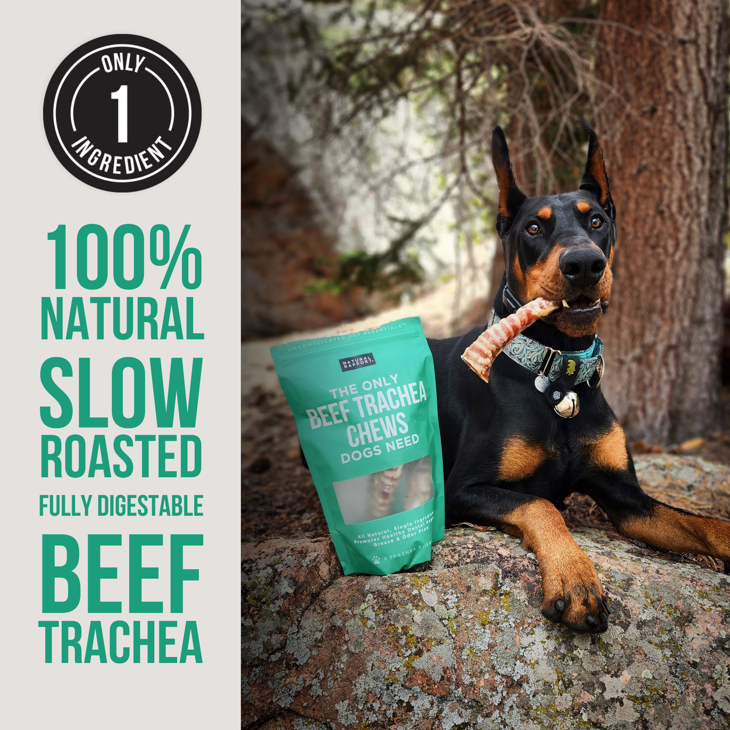 Natural Rapport The Only Beef Trachea Chews Dogs Need