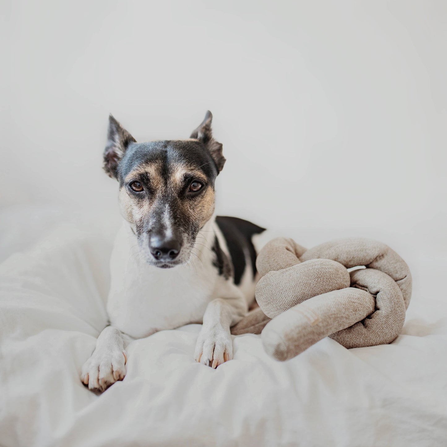 NOU | gray with crinkle clusters//ENRICHMENT DOG TOY