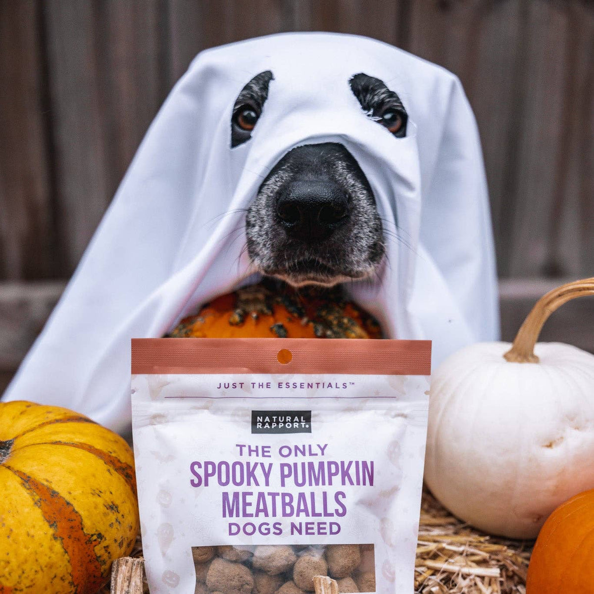 The Only Spooky Pumpkin Meatballs Dogs Need